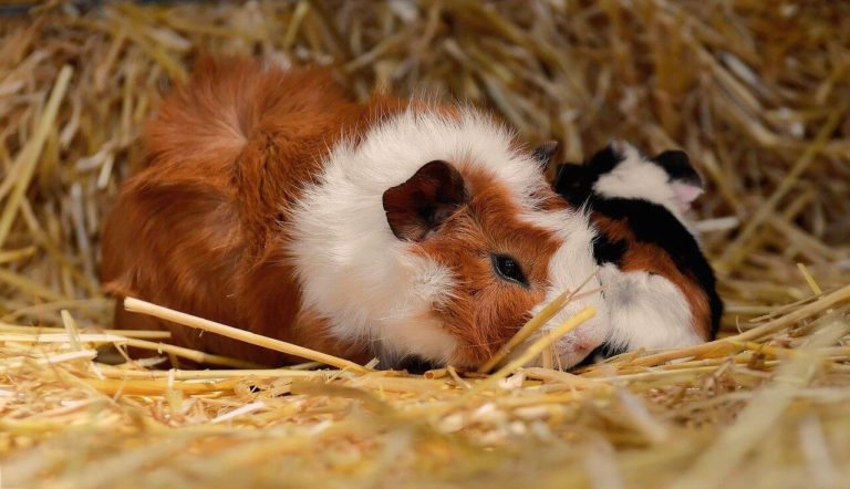 Tengerimalac nevek, melyik illik hozzá a legjobban?