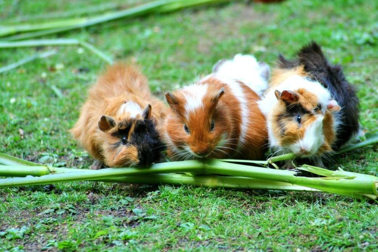 Tengerimalac nevek, melyik illik hozzá a legjobban?