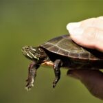 A legnépszerűbb teknős nevek
