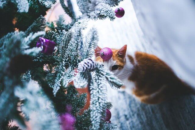 Macska és karácsonyfa