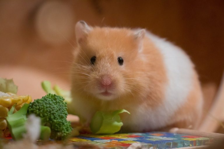 Hörcsög nevek, melyik illik hozzá a legjobban?