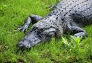 Aligátor (Alligator) jellemzői, életmódja, szaporodása
