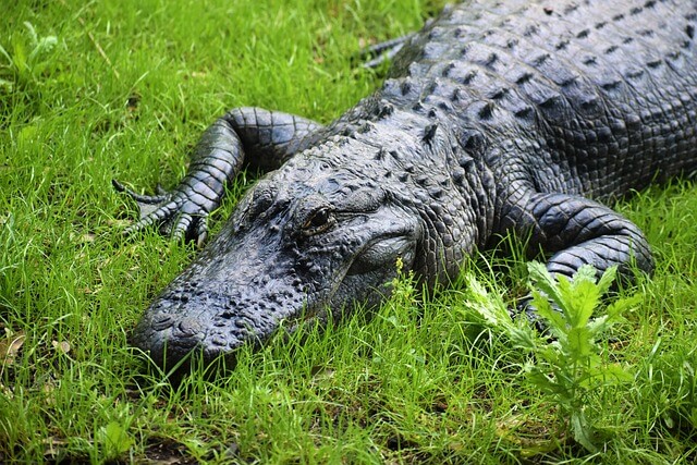 Aligátor (Alligator) jellemzői, életmódja, szaporodása