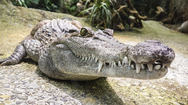Aligátor (Alligator) jellemzői, életmódja, szaporodása