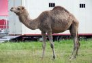 Az egypúpú teve vagy dromedár (Camelus dromedarius) jellemzői, életmódja, szaporodása