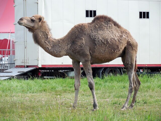 Az egypúpú teve vagy dromedár (Camelus dromedarius) jellemzői, életmódja, szaporodása
