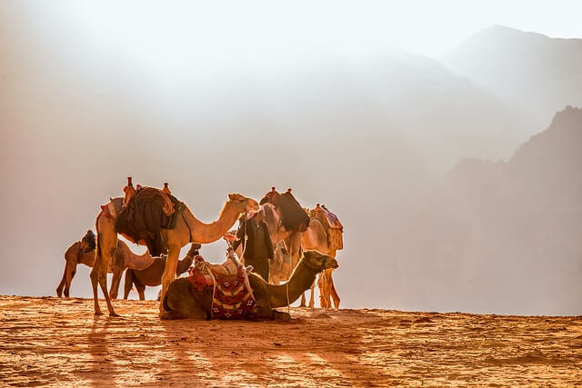 Az egypúpú teve vagy dromedár (Camelus dromedarius) jellemzői, életmódja, szaporodása