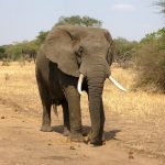 Az afrikai elefánt (Loxodonta africana) jellemzői, fajtái, életmódja