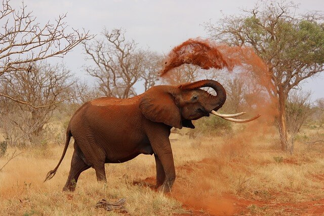 Az afrikai elefánt (Loxodonta africana) jellemzői, fajtái, életmódja