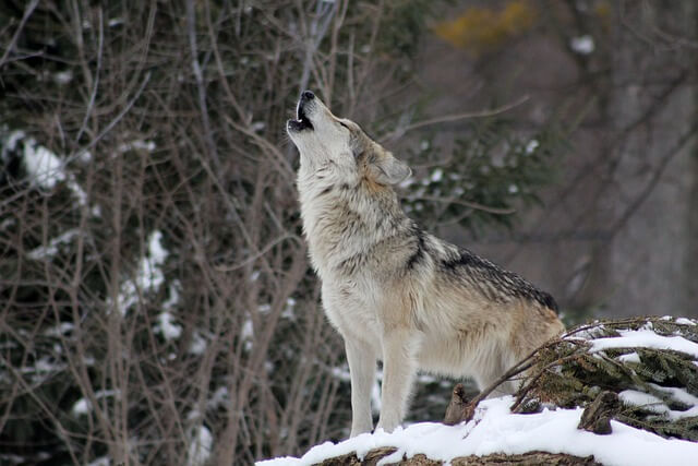  A farkas (Canis lupus) jellemzői, életmódja, szaporodása