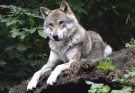 A farkas (Canis lupus) jellemzői, életmódja, szaporodása
