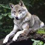 A farkas (Canis lupus) jellemzői, életmódja, szaporodása