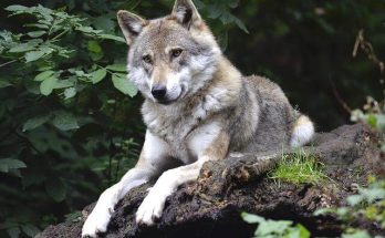 A farkas (Canis lupus) jellemzői, életmódja, szaporodása