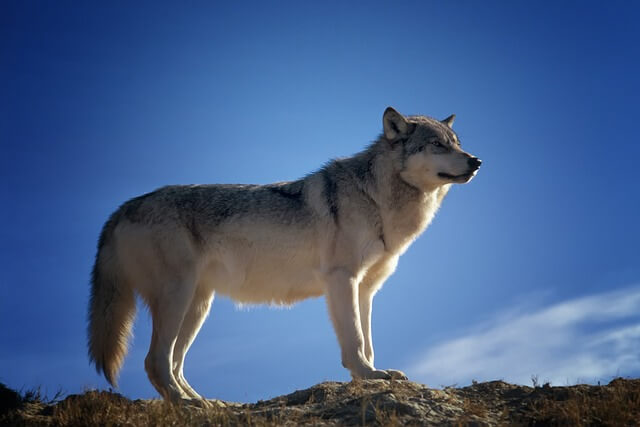  A farkas (Canis lupus) jellemzői, életmódja, szaporodása