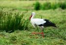 A fehér gólya (Ciconia ciconia) jellemzői, életmódja, szaporodása