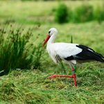 A fehér gólya (Ciconia ciconia) jellemzői, életmódja, szaporodása