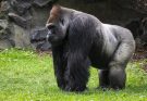 A gorilla jellemzői, életmódja, szaporodása