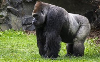 A gorilla jellemzői, életmódja, szaporodása