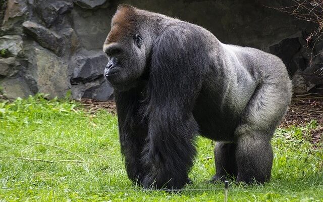 A gorilla jellemzői, életmódja, szaporodása