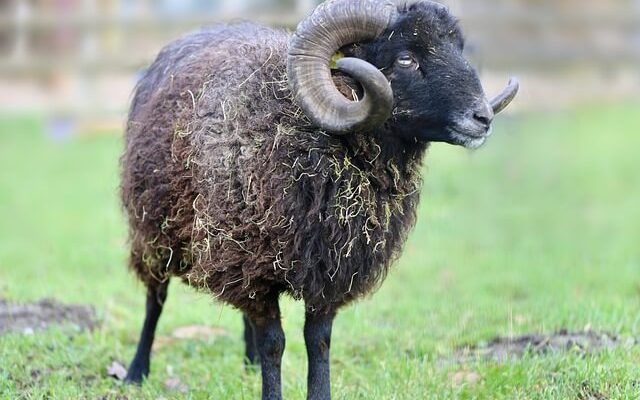 A juh vagy birka (Ovis aries vagy Ovis gmelini aries) jellemzői, életmódja, szaporodása