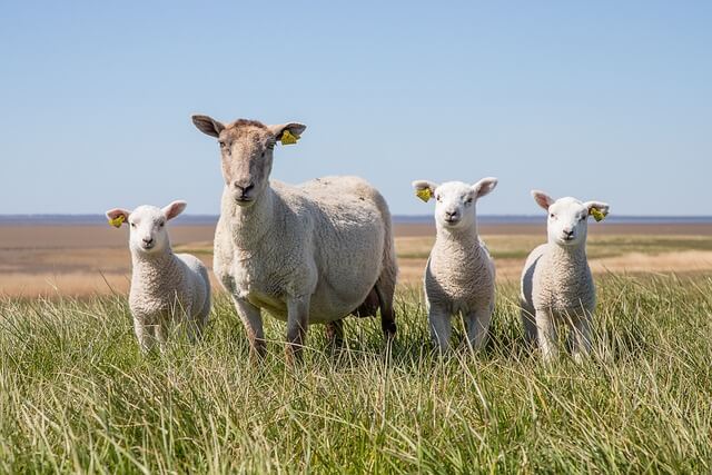 A juh vagy birka (Ovis aries vagy Ovis gmelini aries) jellemzői, életmódja, szaporodása