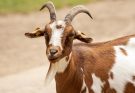 A házikecske (Capra aegagrus hircus) jellemzői, életmódja, szaporodása