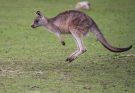 A kenguru (Macropodidae) jellemzői, életmódja, szaporodása