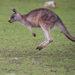 A kenguru (Macropodidae) jellemzői, életmódja, szaporodása