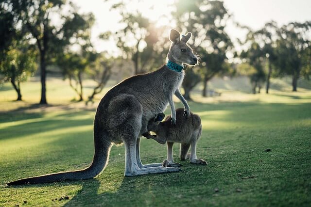 A kenguru (Macropodidae) jellemzői, életmódja, szaporodása