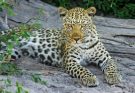 A leopárd vagy párduc (Panthera pardus) jellemzői, életmódja, szaporodása