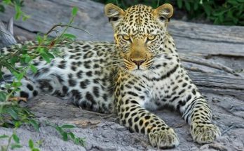 A leopárd vagy párduc (Panthera pardus) jellemzői, életmódja, szaporodása