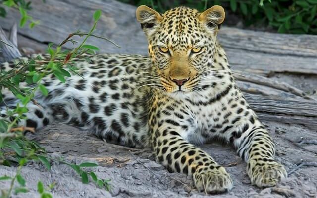 A leopárd vagy párduc (Panthera pardus) jellemzői, életmódja, szaporodása