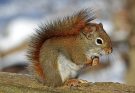 Az európai mókus (Sciurus vulgaris) jellemzői, életmódja, szaporodása