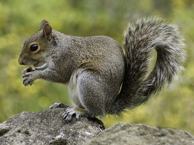 Az európai mókus (Sciurus vulgaris) jellemzői, életmódja, szaporodása
