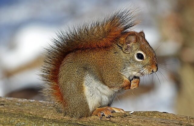 Az európai mókus (Sciurus vulgaris) jellemzői, életmódja, szaporodása