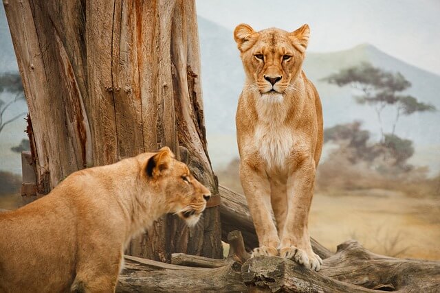 Az oroszlán (Panthera leo) jellemzői, életmódja, szaporodása