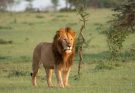Az oroszlán (Panthera leo) jellemzői, életmódja, szaporodása