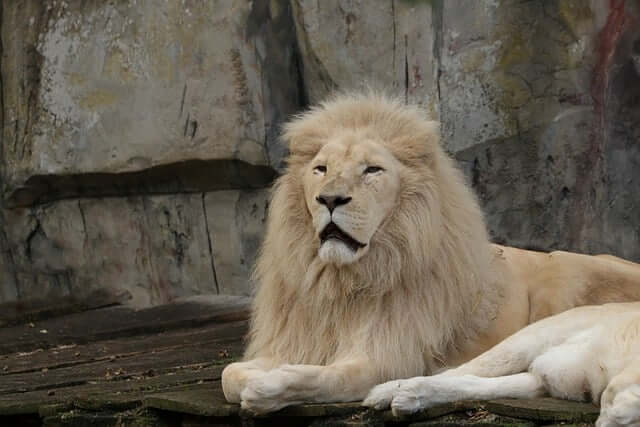 Az oroszlán (Panthera leo) jellemzői, életmódja, szaporodása