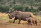 Az orrszarvúfélék, rinocéroszok (Rhinocerotidae) jellemzői, életmódja, szaporodása