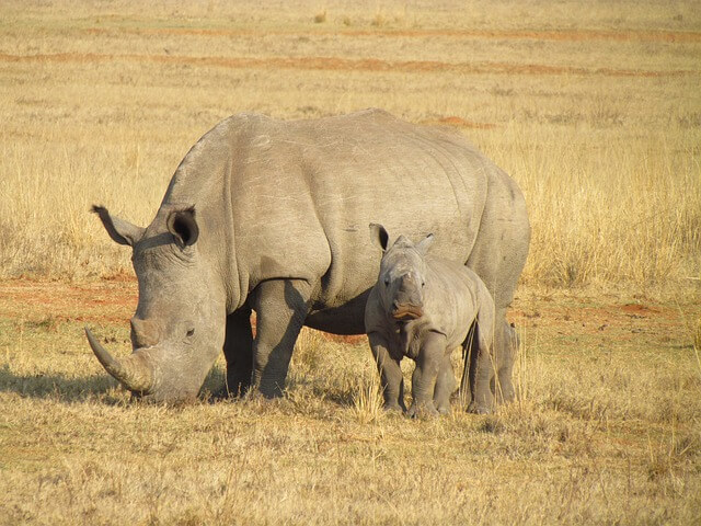 Az orrszarvúfélék, rinocéroszok (Rhinocerotidae) jellemzői, életmódja, szaporodása