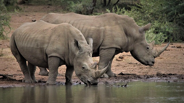 Az orrszarvúfélék, rinocéroszok (Rhinocerotidae) jellemzői, életmódja, szaporodása