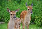 Az európai őz (Capreolus capreolus) jellemzői, életmódja, szaporodása