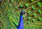 A kék páva vagy indiai páva (Pavo cristatus) jellemzői, életmódja