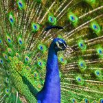 A kék páva vagy indiai páva (Pavo cristatus) jellemzői, életmódja