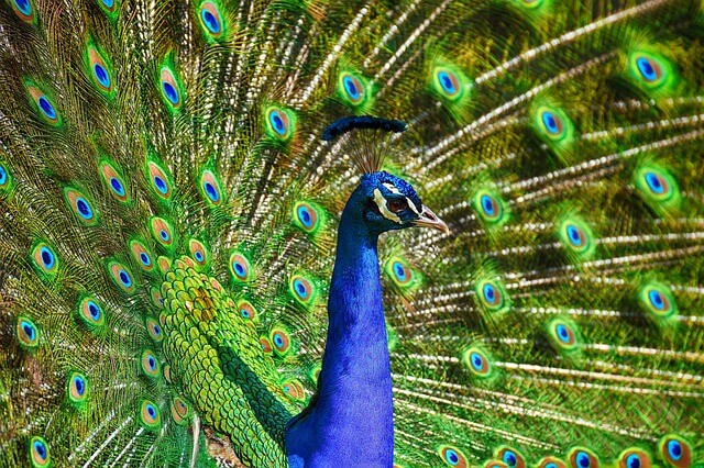 A kék páva vagy indiai páva (Pavo cristatus) jellemzői, életmódja