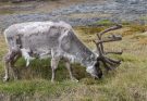 A rénszarvas (Rangifer tarandus) jellemzői, életmódja, szaporodása