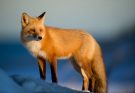 A róka (Vulpes vulpes) jellemzői, életmódja, szaporodása