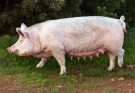 A házisertés, sertés vagy disznó (Sus scrofa domestica) jellemzői, életmódja, szaporodása