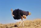 A strucc (Struthio camelus) jellemzői, életmódja, szaporodása