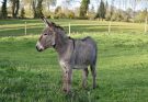 A háziszamár (Equus africanus asinus) jellemzői, életmódja, szaporodása